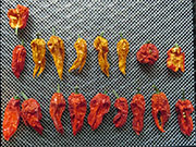 Séchage piments