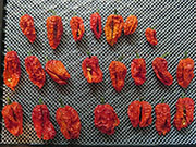Séchage piments