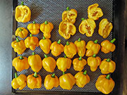 Séchage piments