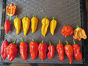 Séchage piments