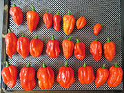 Séchage piments