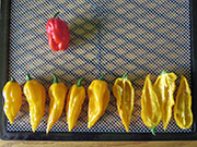 Séchage piments