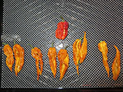 Séchage piments