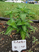Tabasco