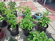 Tabasco