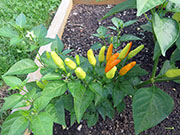 Tabasco