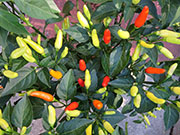 Tabasco