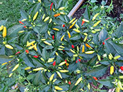 Tabasco