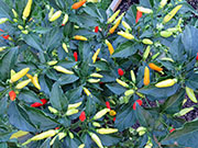 Tabasco
