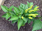 Tabasco
