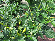 Tabasco
