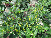 Tabasco