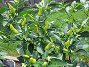 Tabasco