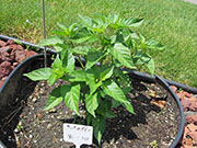 Tabasco