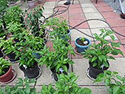 Tabasco