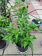 Tabasco
