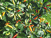 Tabasco