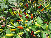 Tabasco