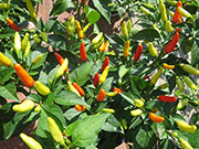 Tabasco