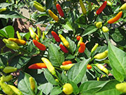 Tabasco