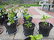 Tabasco