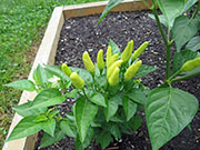 Tabasco