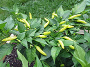 Tabasco