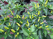 Tabasco