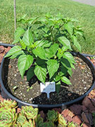 Tabasco
