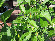 Tabasco