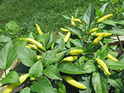 Tabasco