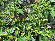 Tabasco