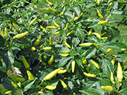Tabasco