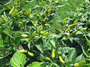 Tabasco
