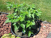 Tabasco