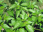Tabasco