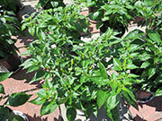 Tabasco
