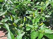 Tabasco