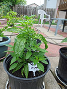 Tabasco