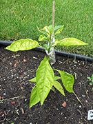 Tabasco