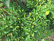 Tabasco