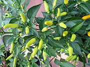 Tabasco
