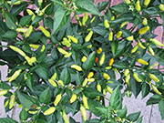 Tabasco