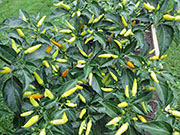 Tabasco