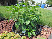 Tabasco