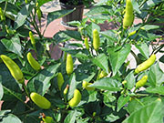Tabasco
