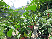 Tabasco