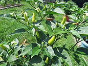 Tabasco