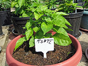 Trinidad Scorpion Butch Taylor