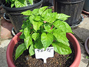 Trinidad Scorpion Butch Taylor